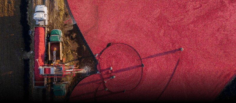 An image of a cranberry bog being harvested.