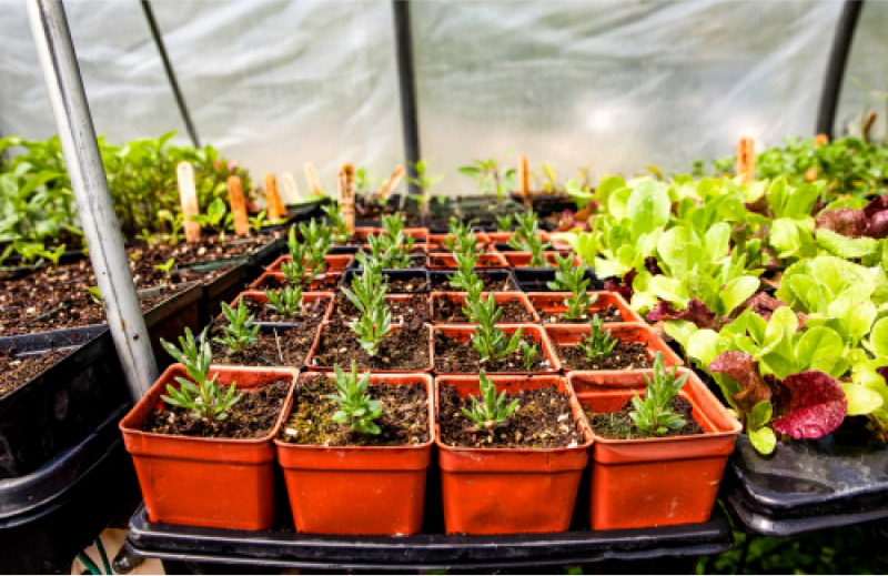 A group of seedlings in a greenhouse.