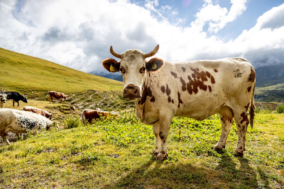 A cow in a field of grass.
