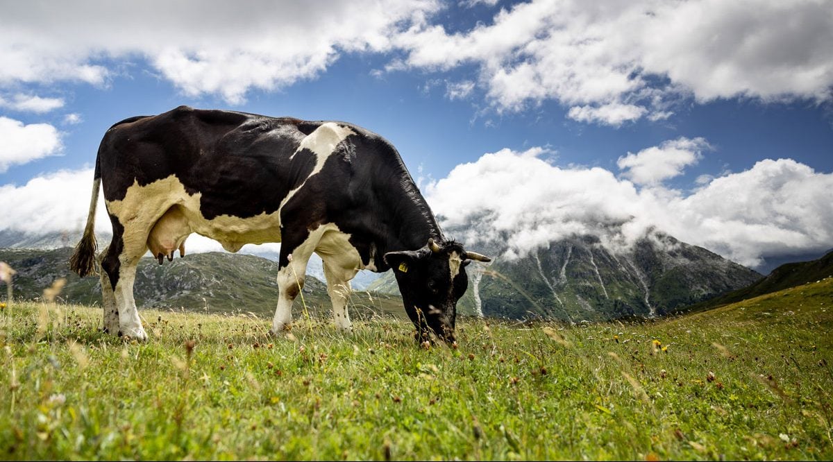 A cow eating grass.