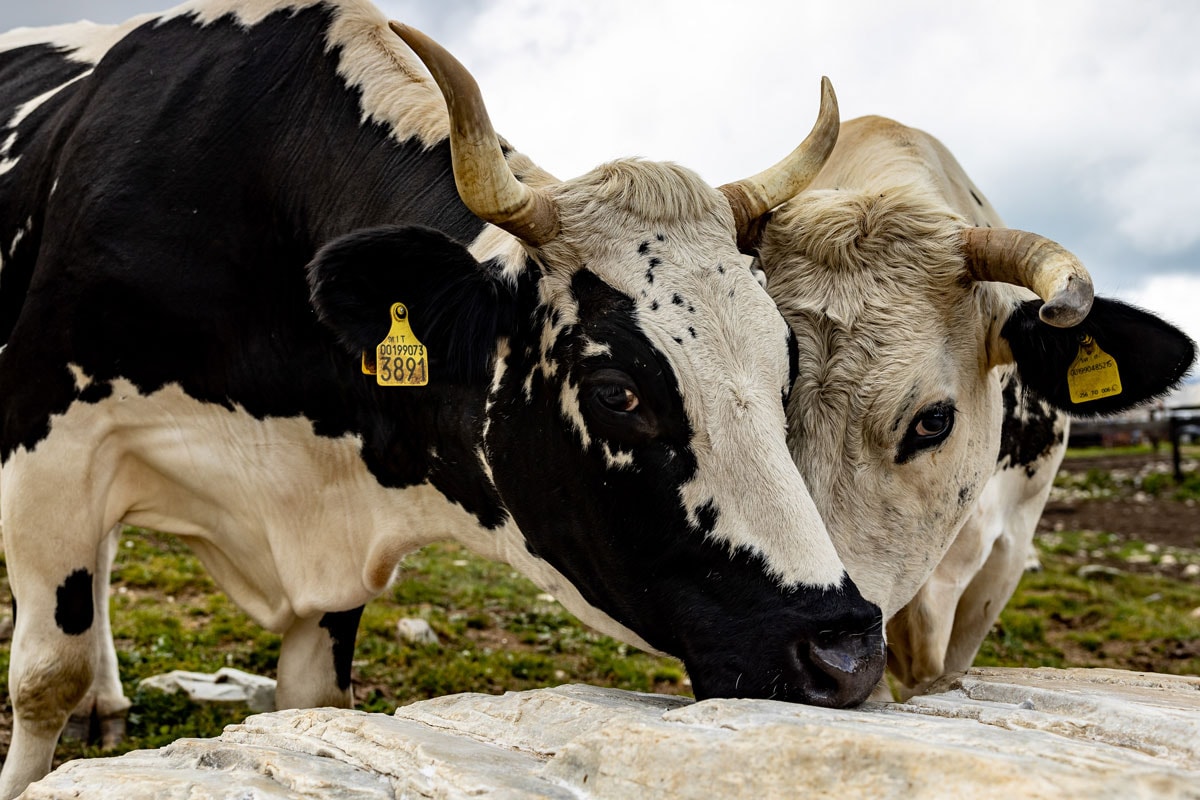 A pair of cows.