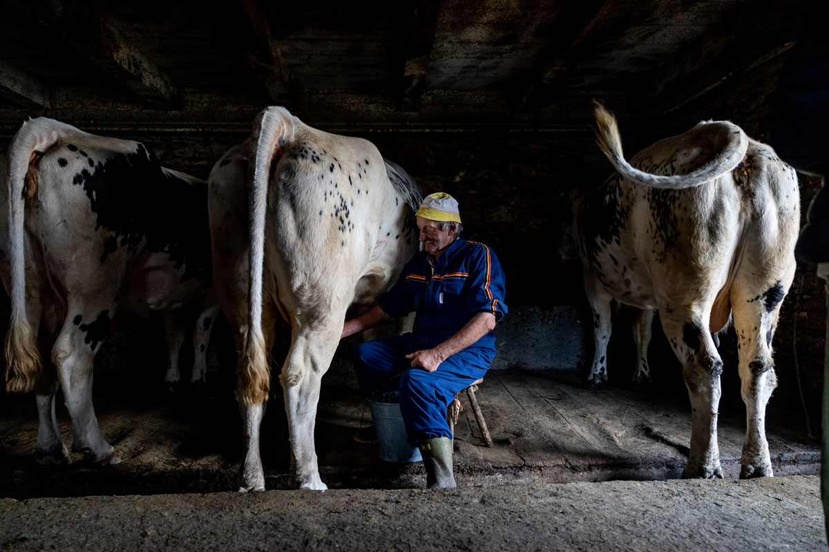 Milking cows.