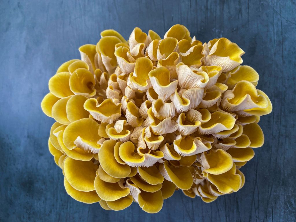 A large bloom of Oyster mushrooms on a dark blue table.