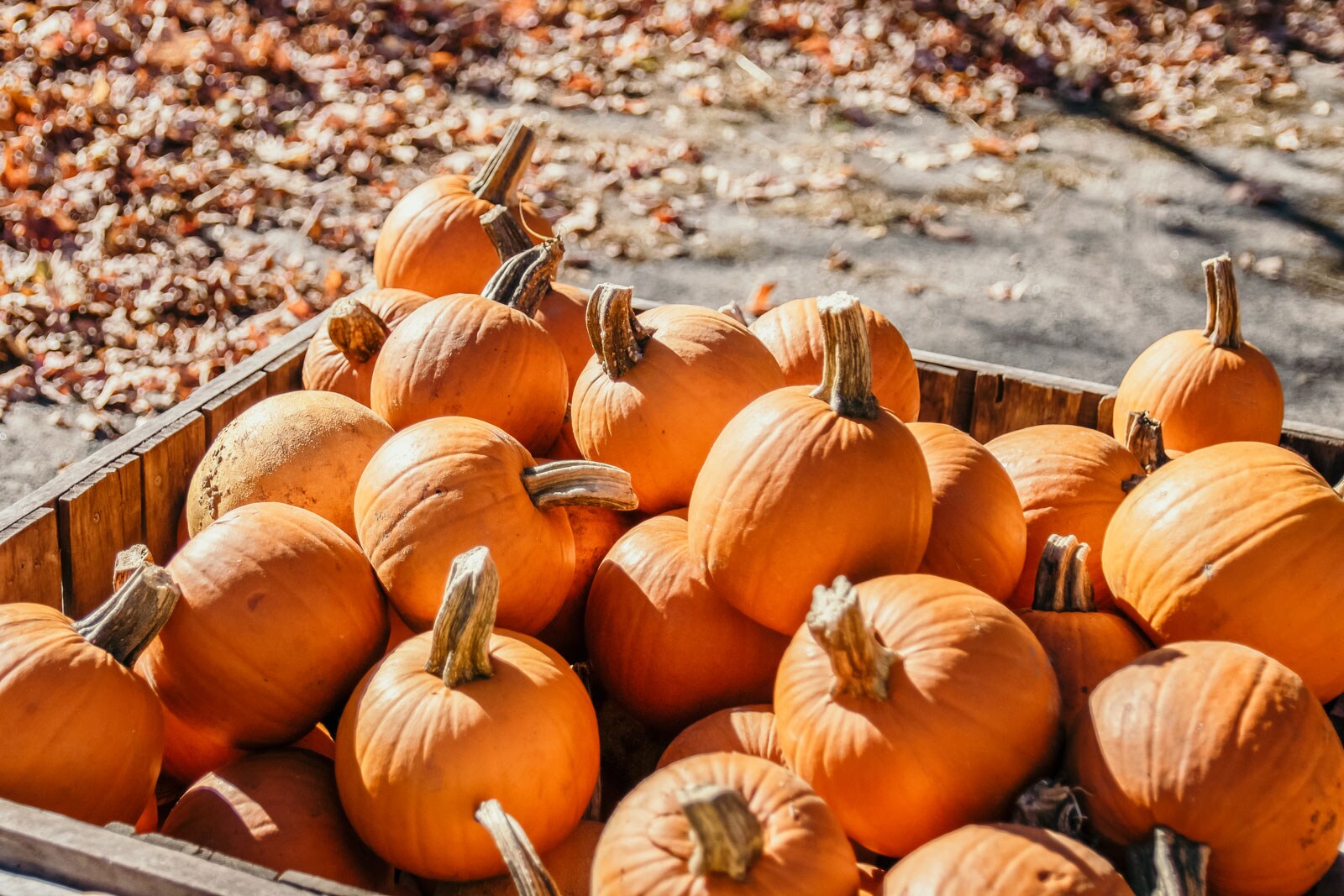 A large wooden box filled to the brim with pumpkins.
