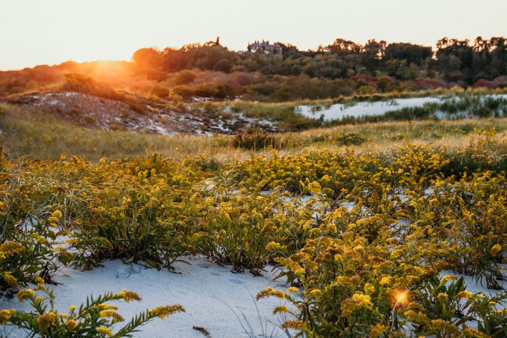 The greenery growing on Crain's Beach.