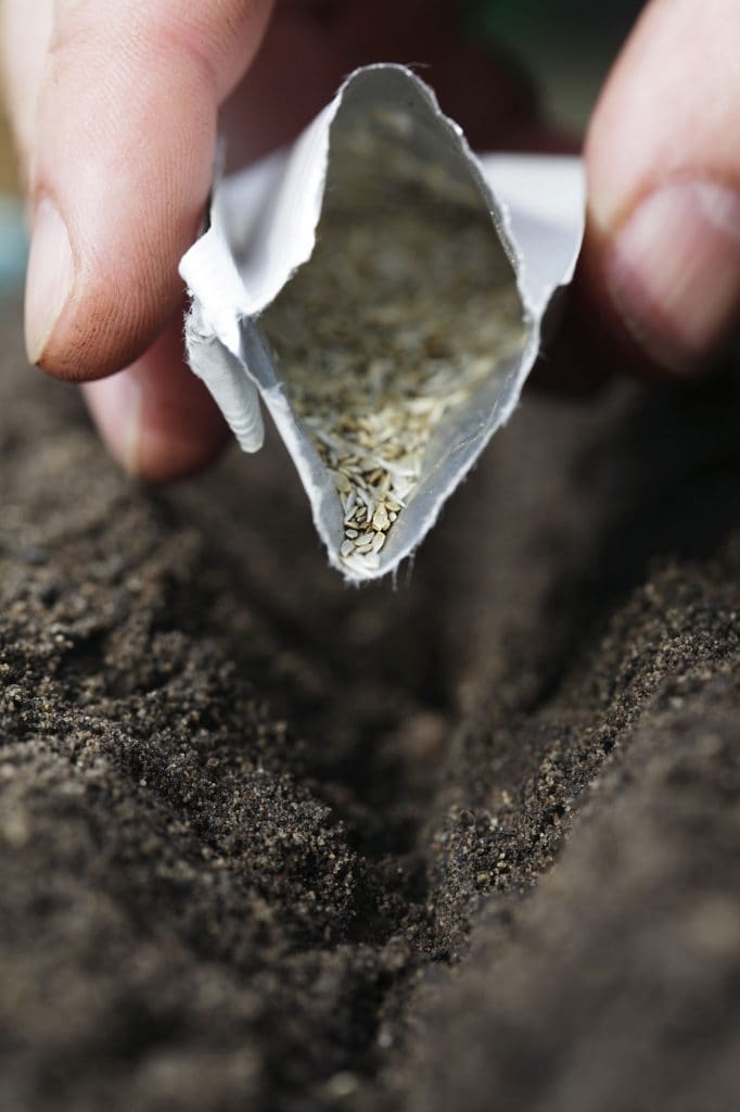 A person planting the seeds of heirloom plants.