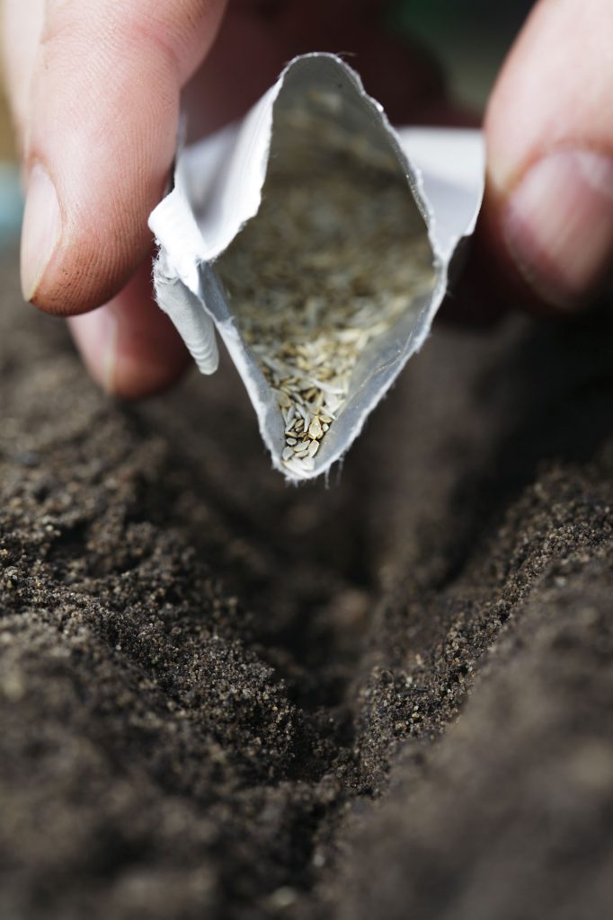 A person planting the seeds of heirloom plants.
