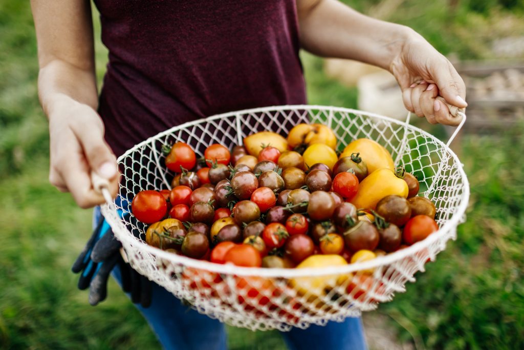 A large wire basket filled with heirloom tomatoes