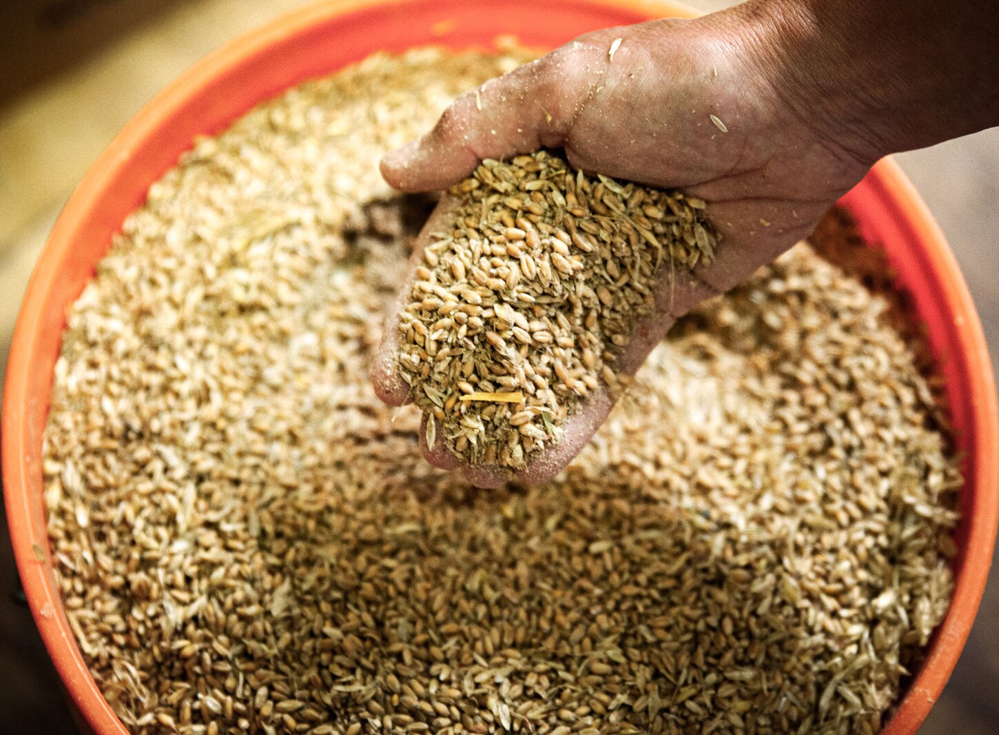 A person holding a handful of grains from a large orange bucket.
