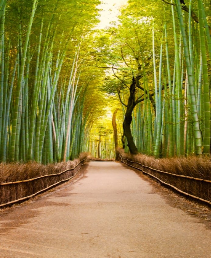 A stone pathway lined with tall, green bamboo stalks.