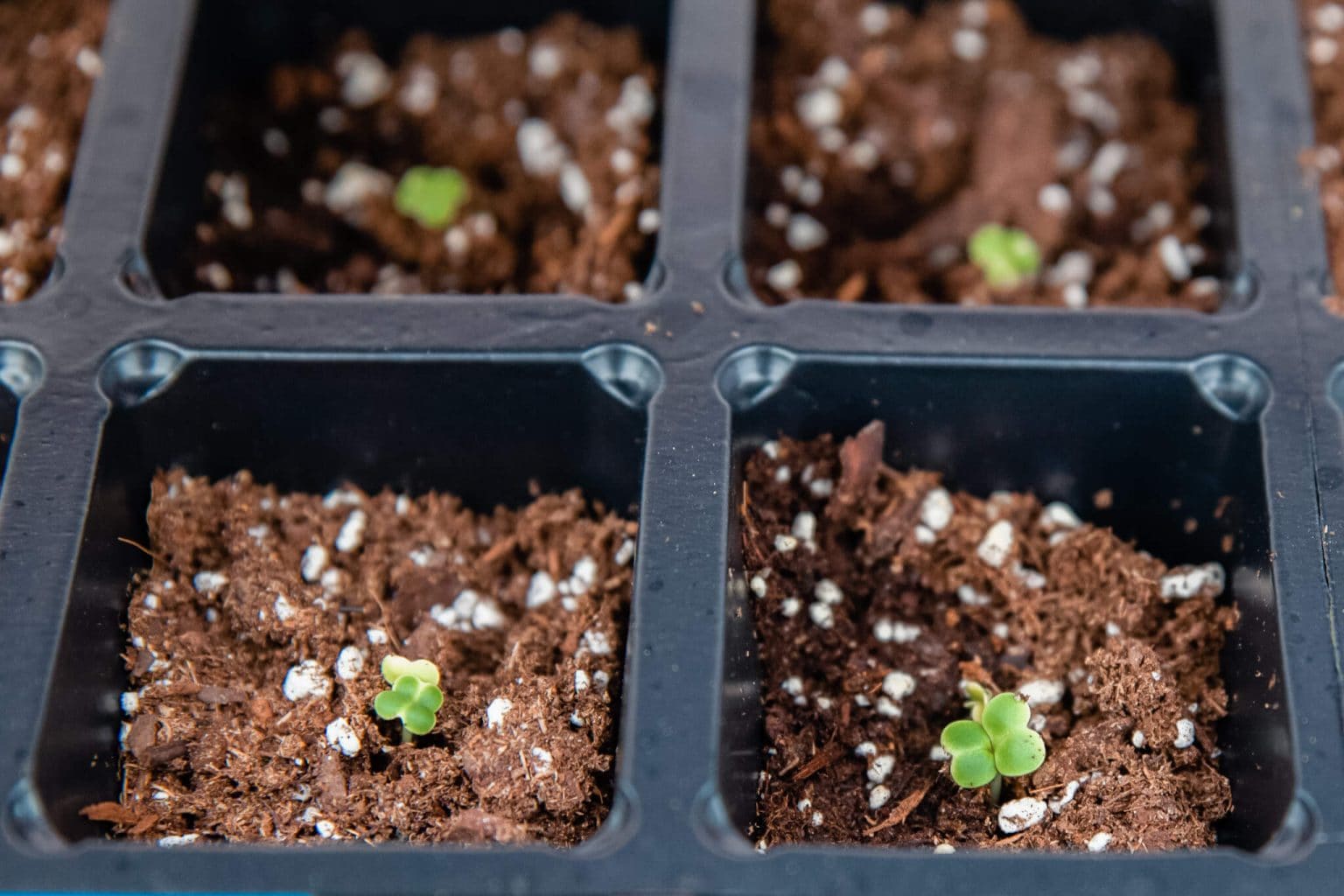 Small nursery growing.