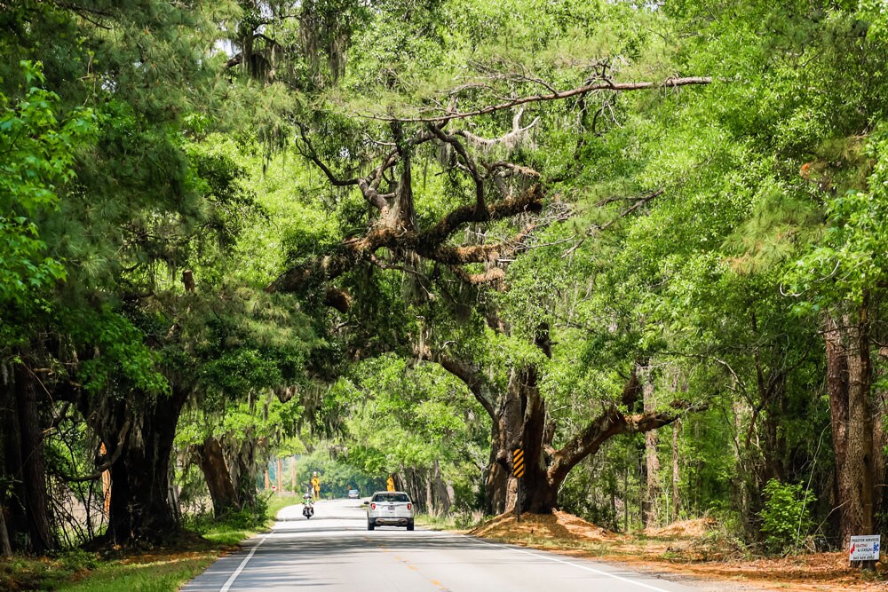 A car driving down a street enclosed by trees.