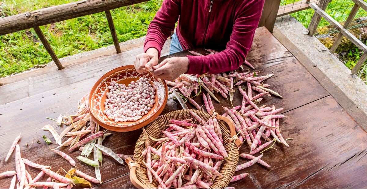 A person picking cranberry beans into a large bowl.