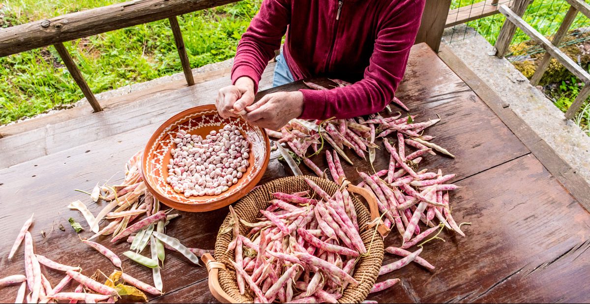 A person picking cranberry beans into a large bowl.