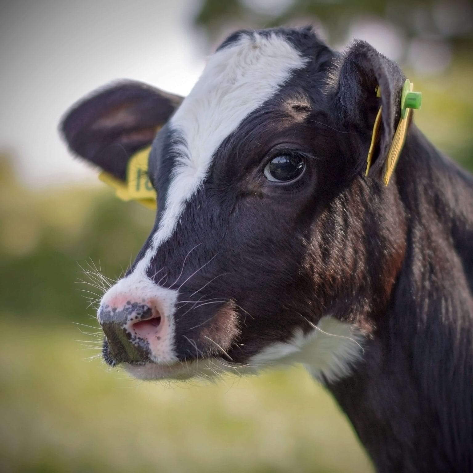 A young, fluffy calf looking off into the distance.