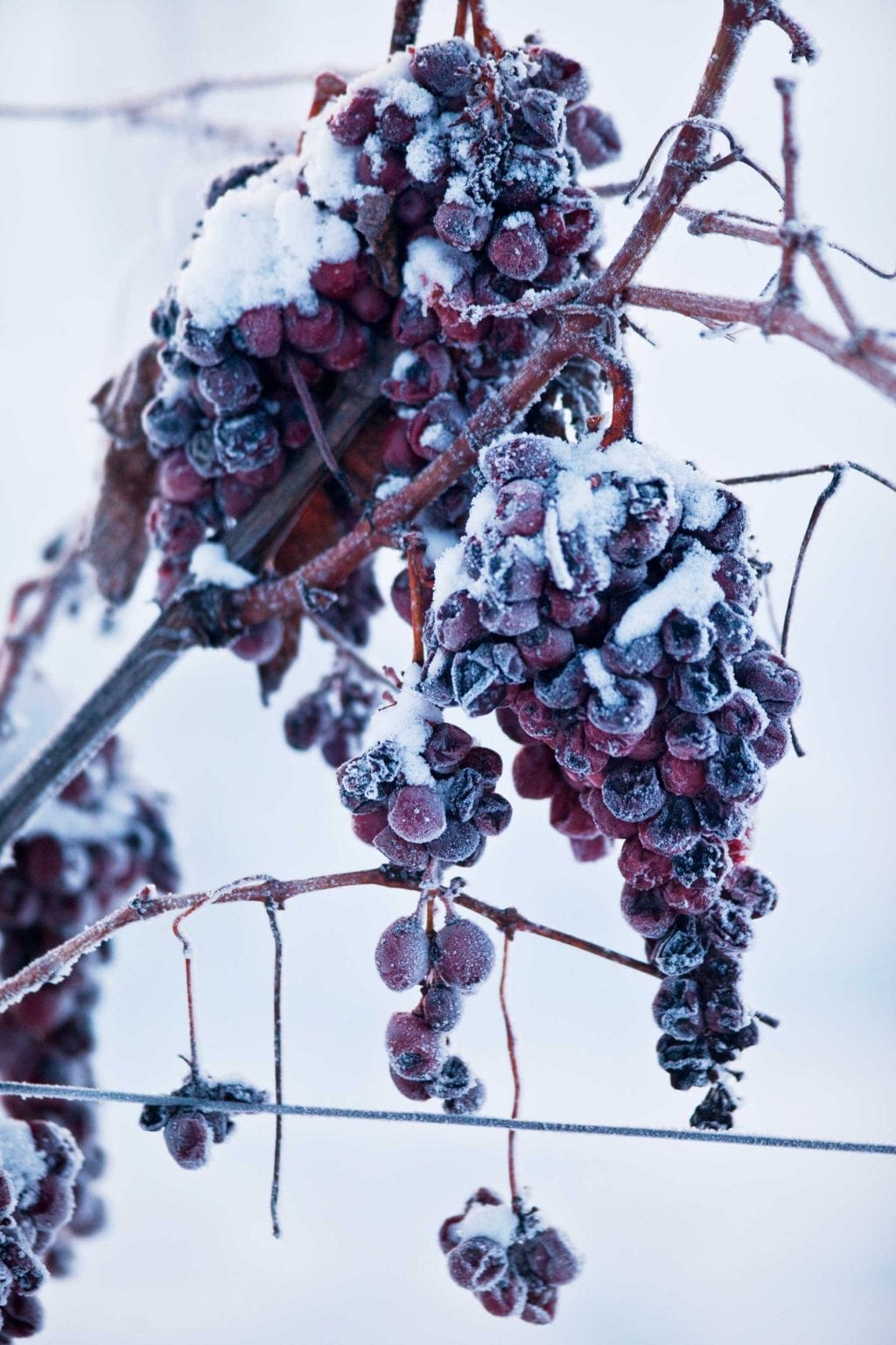 Red grapes frozen on the vine in fluffy, white snow.