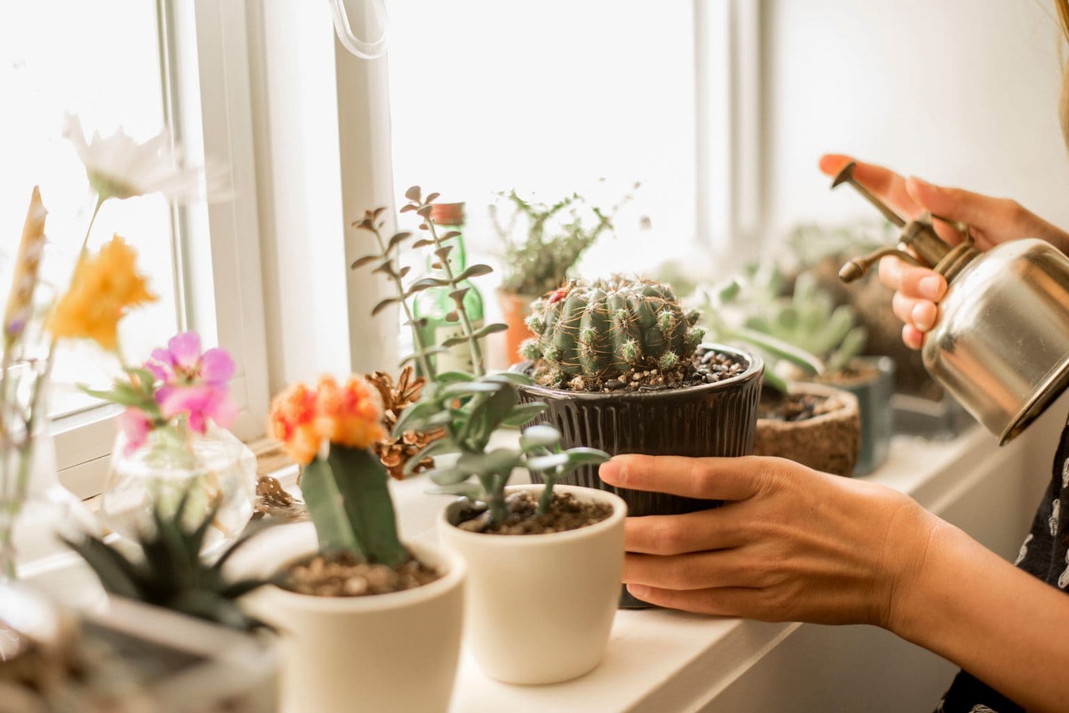 A window sill filled with a variety of house plants and succulents.