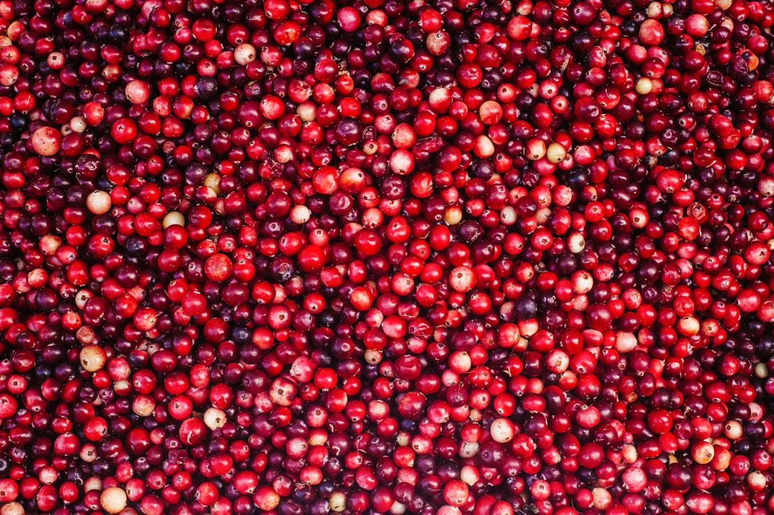 A sea of bright, red cranberries.