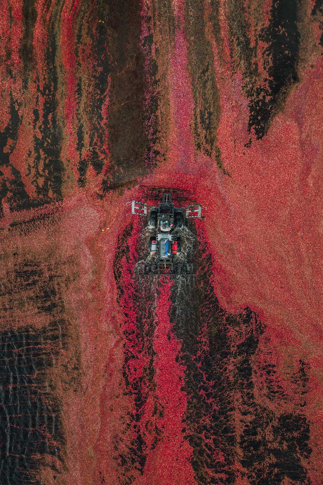 A vehicle driving through the bog of cranberries.