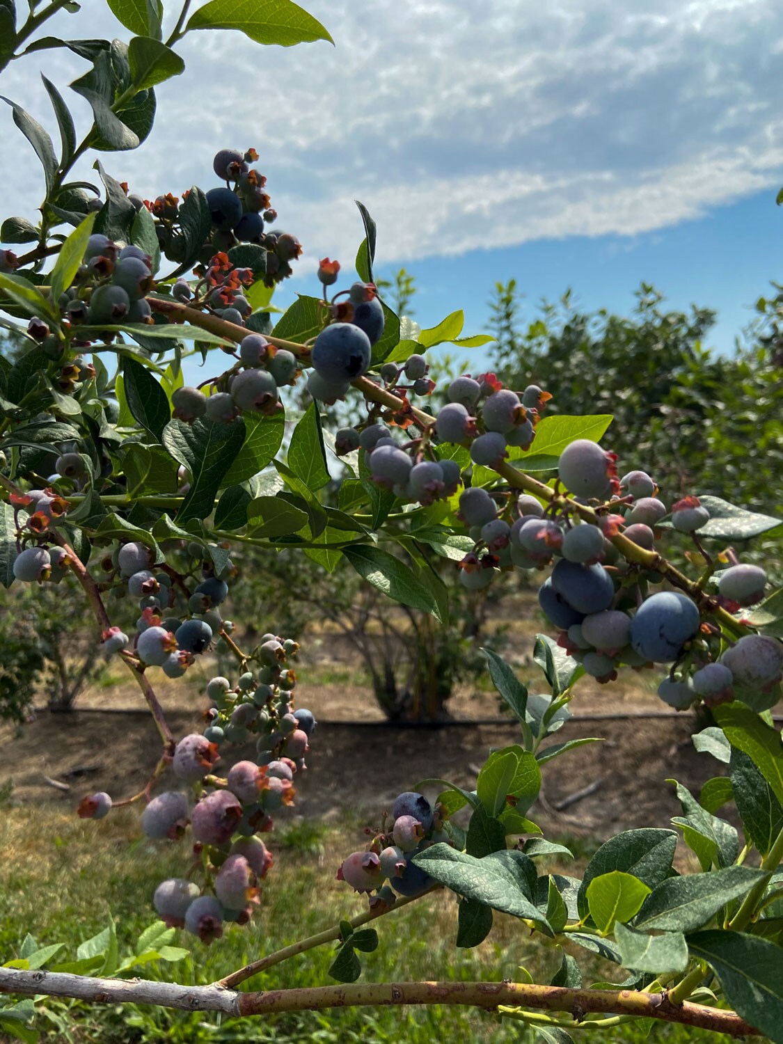 Blueberries growing in abundance.