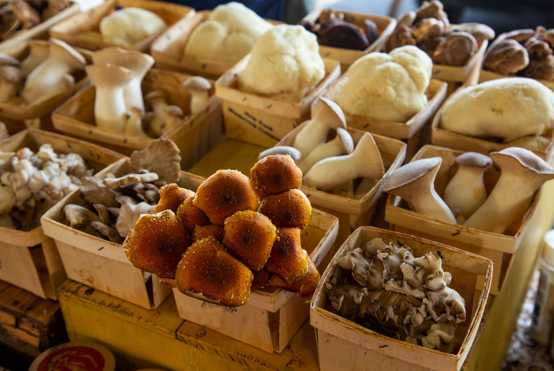 A variety of mushrooms set about in their own individual boxes.