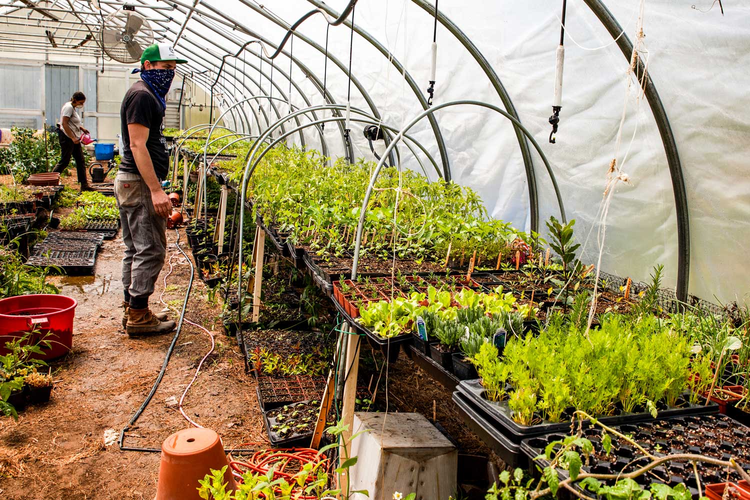 A gardener attending to his nursery.