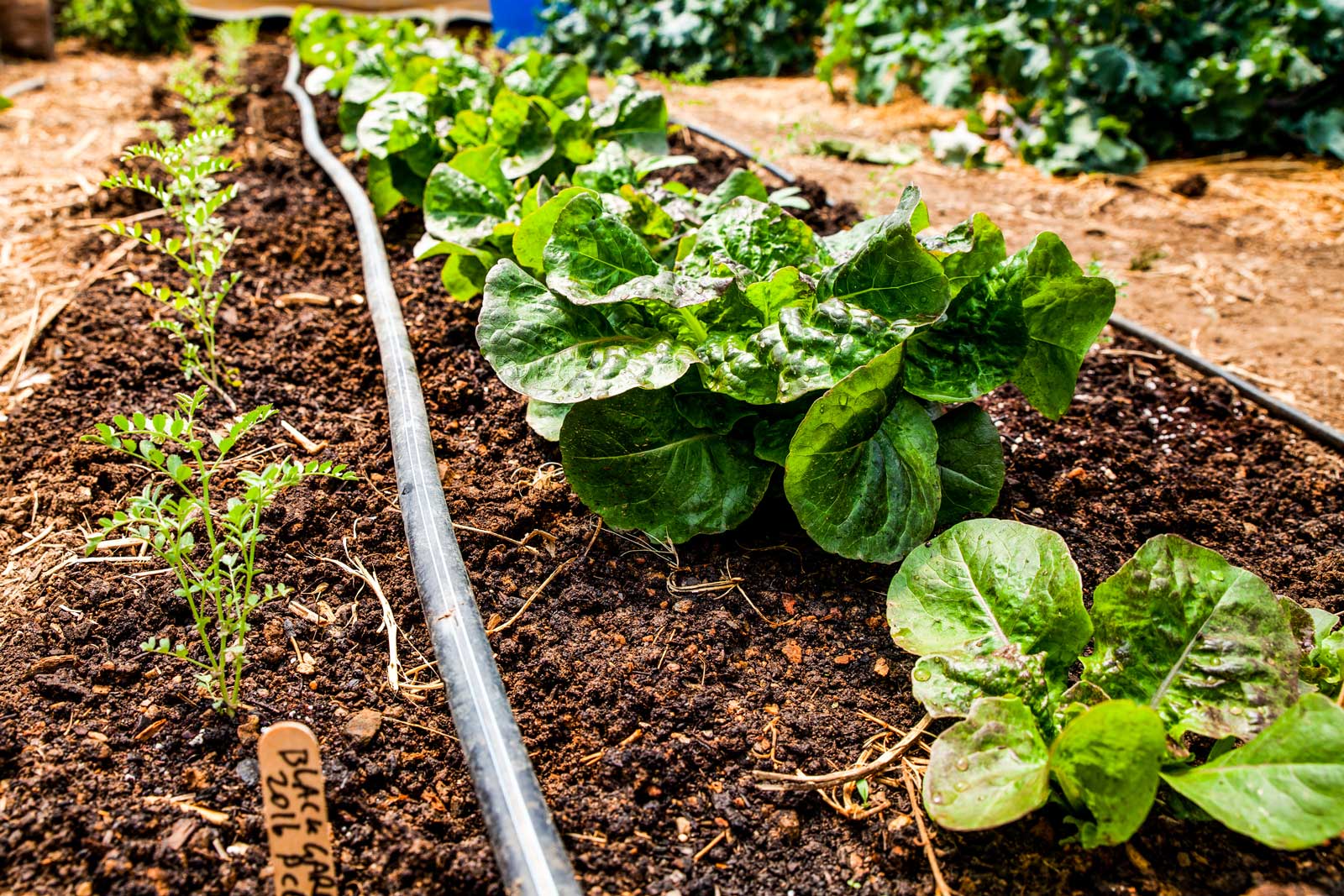 A watering system dedicated to the nursery.