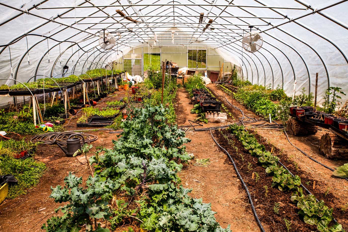 A small nursery with thriving with lavish plants.