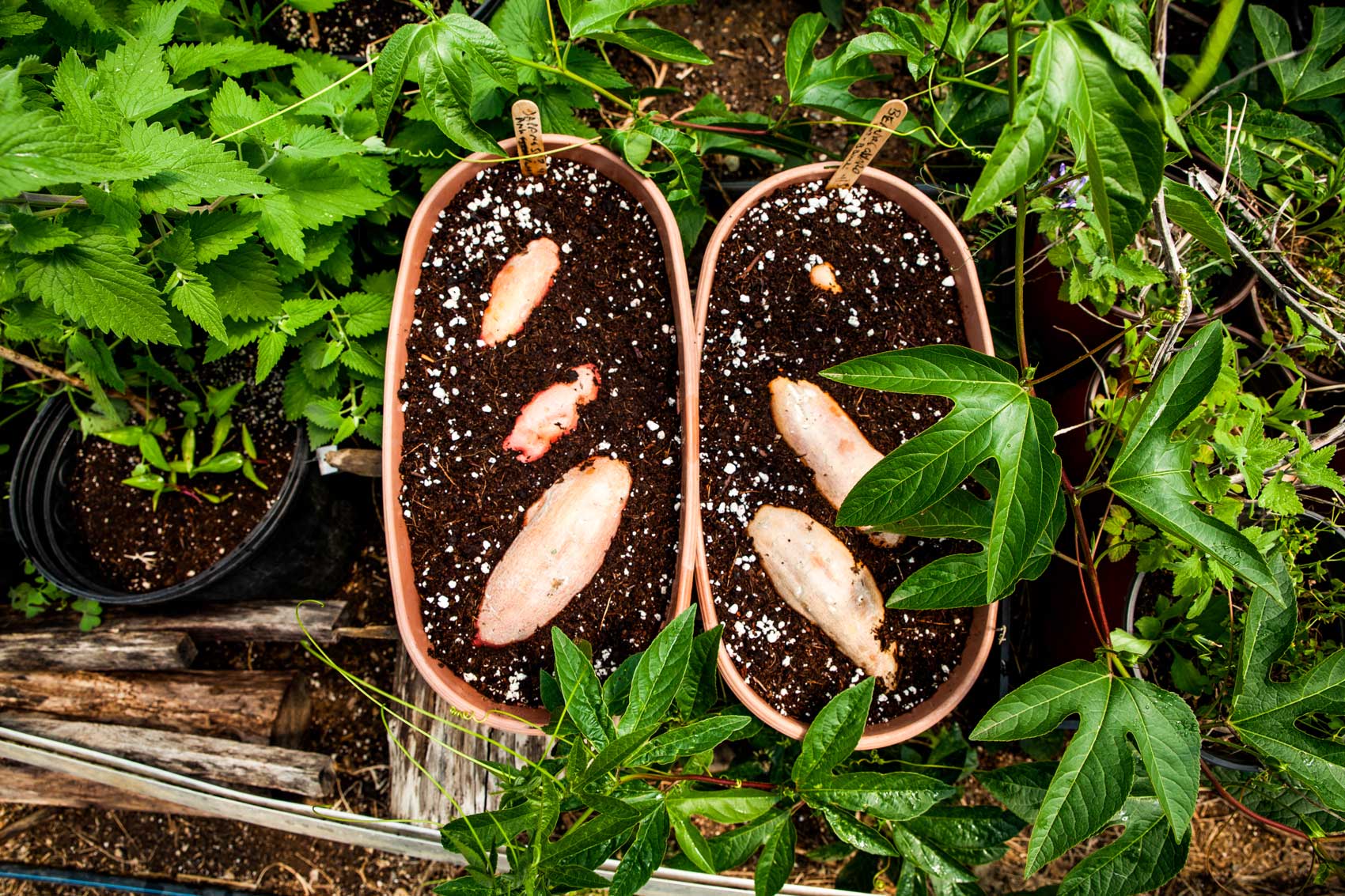Sweet potatoes growing out of potted soil.