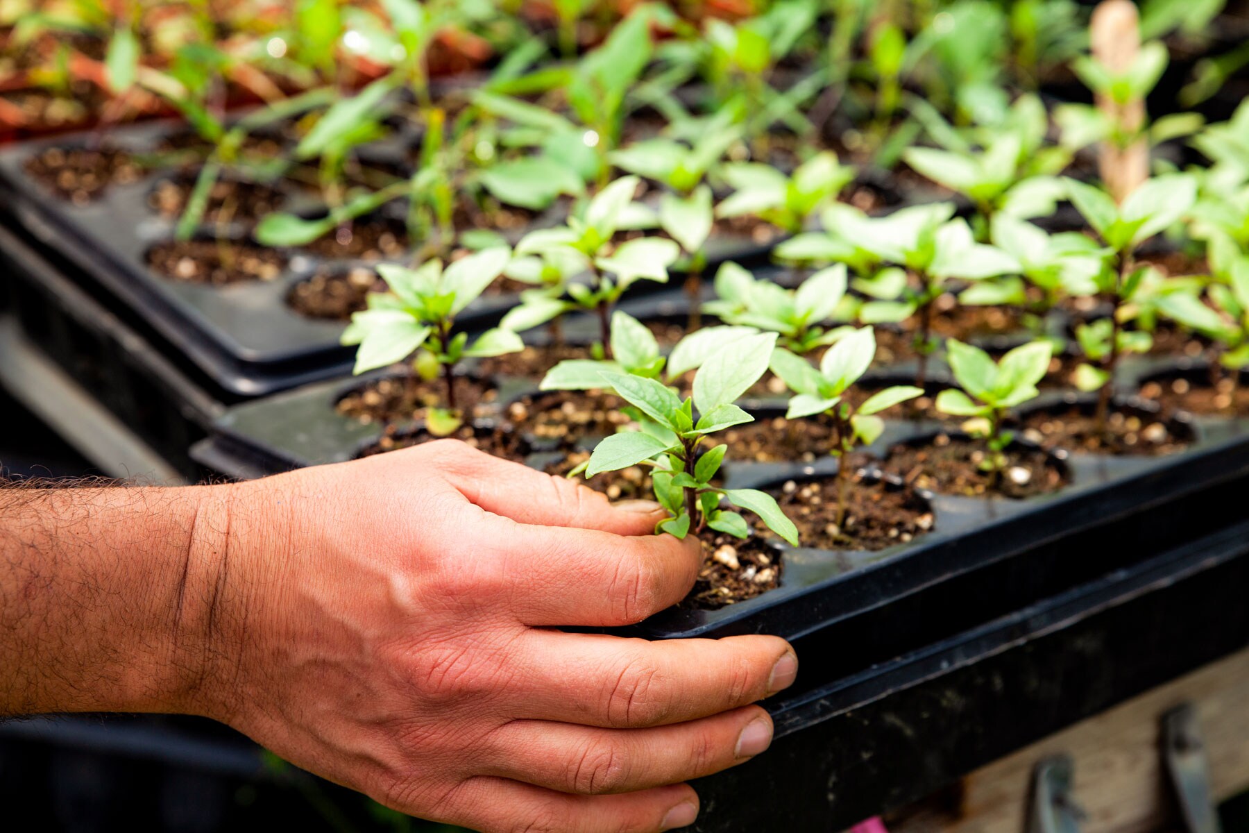 A hand tending to small budding plants.