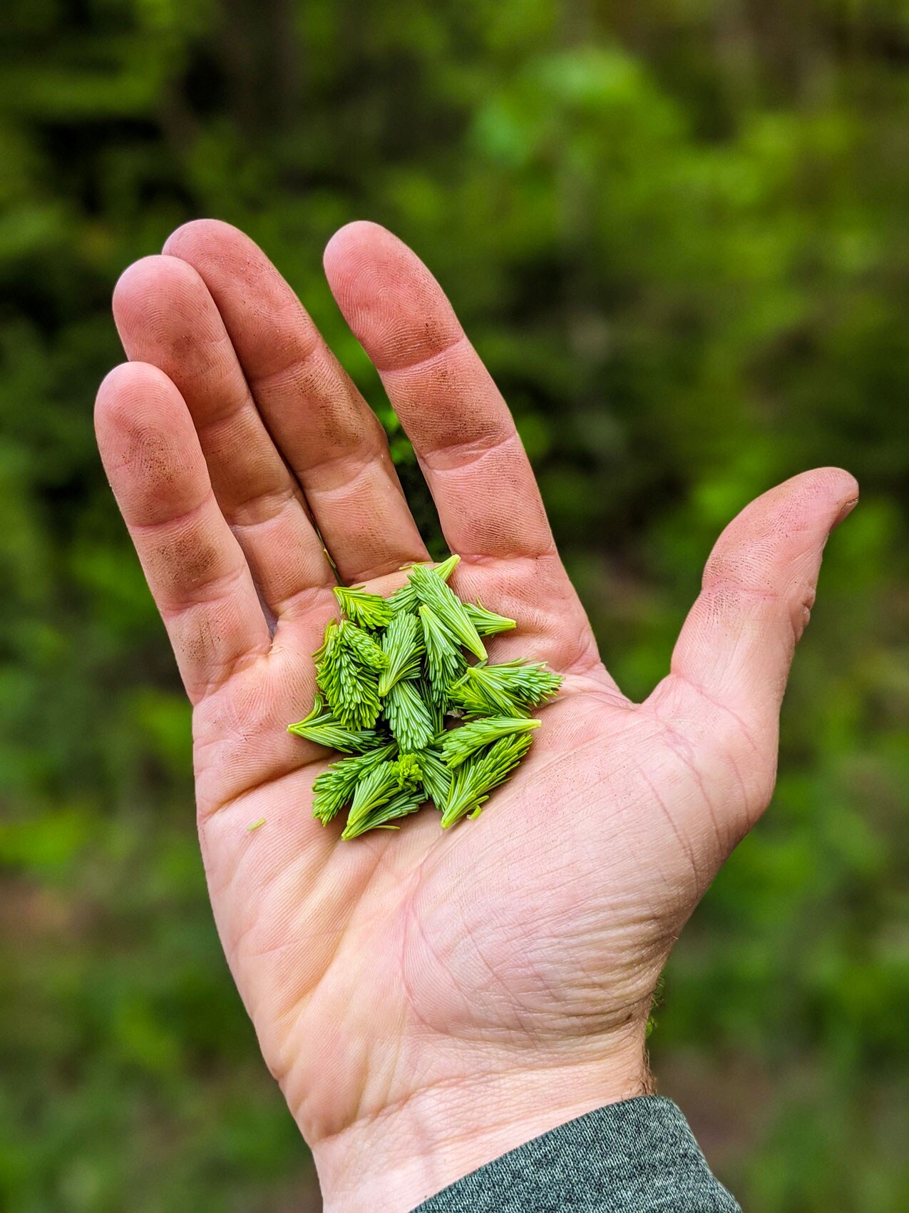 A person holding basalm fir tips.