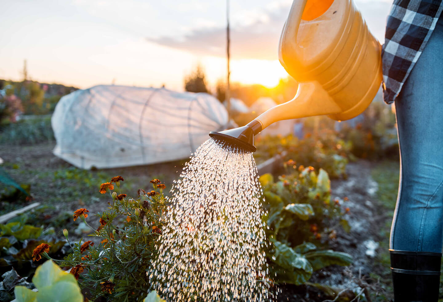 A watering can gently pouring water over small orange flowers.