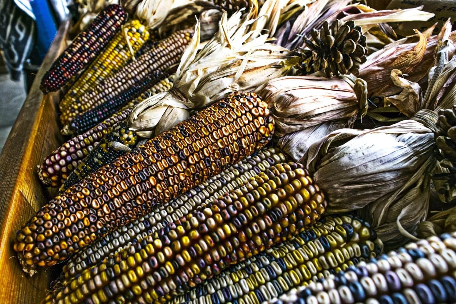 Freshly husked blue corn in a basket.