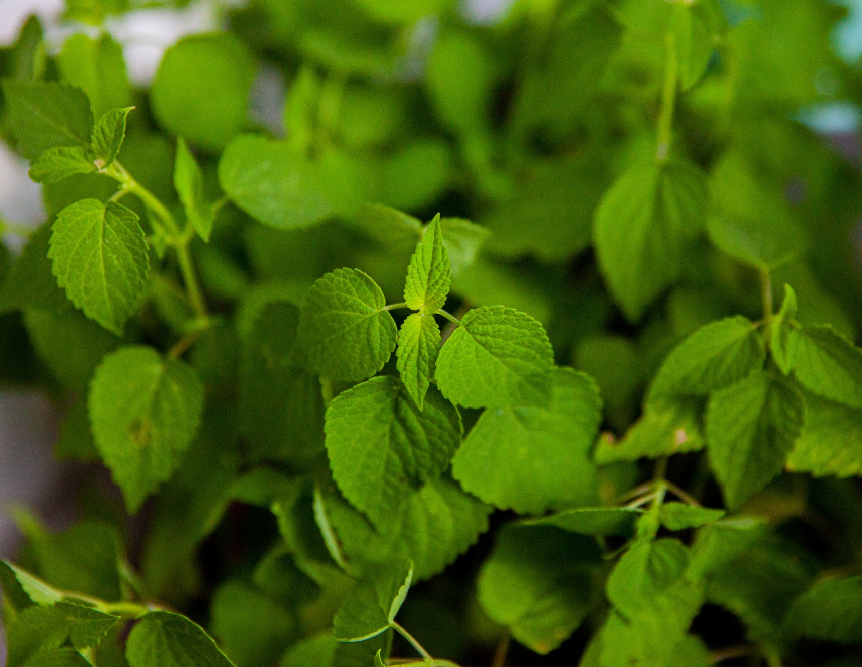 Green, lively tea leaves growing in abundance.