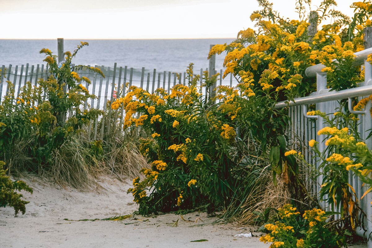 Yellow flowers growing along a beach fence.