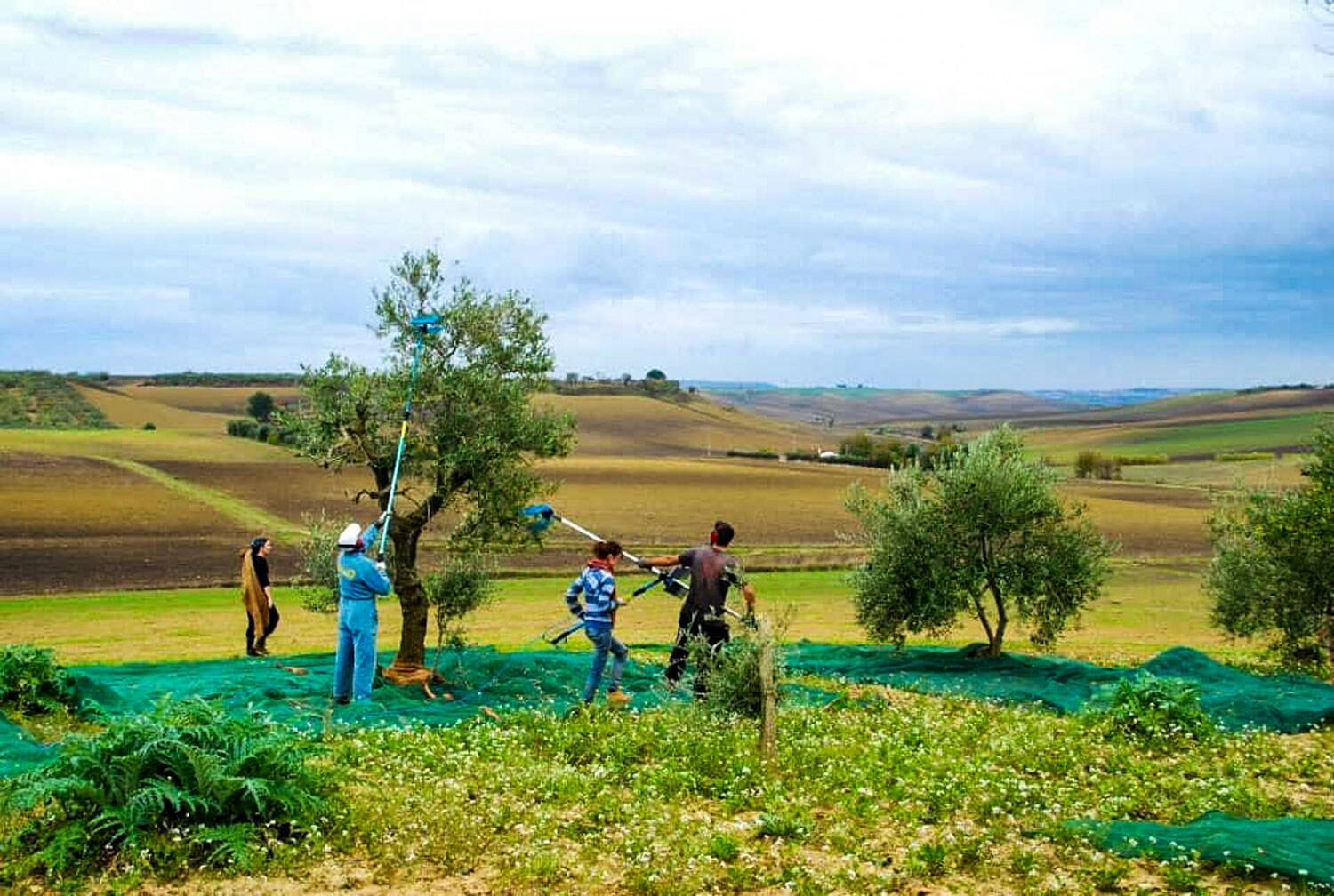 People harvesting olives off a tree.