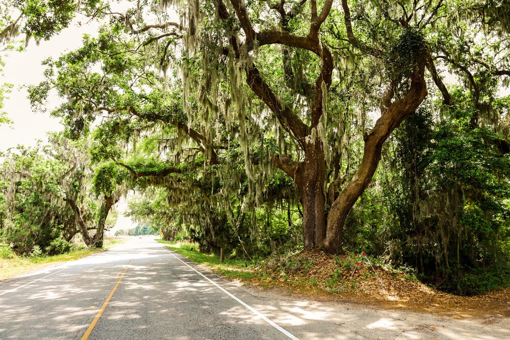 An empty road with oak tress surrounding.