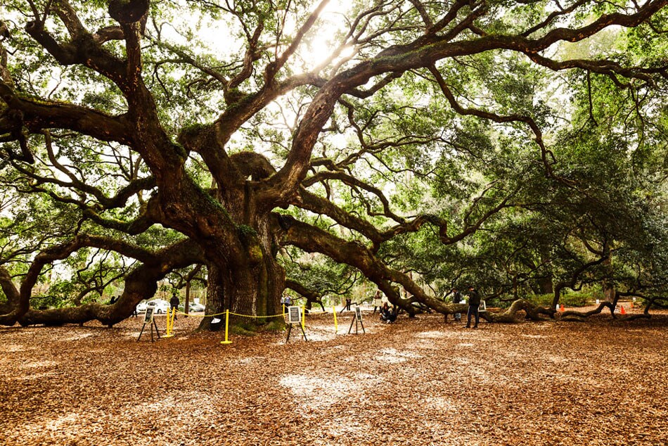 The Angel Oak Tree roped off by yellow chains and signs for visitors to read the history and admire.