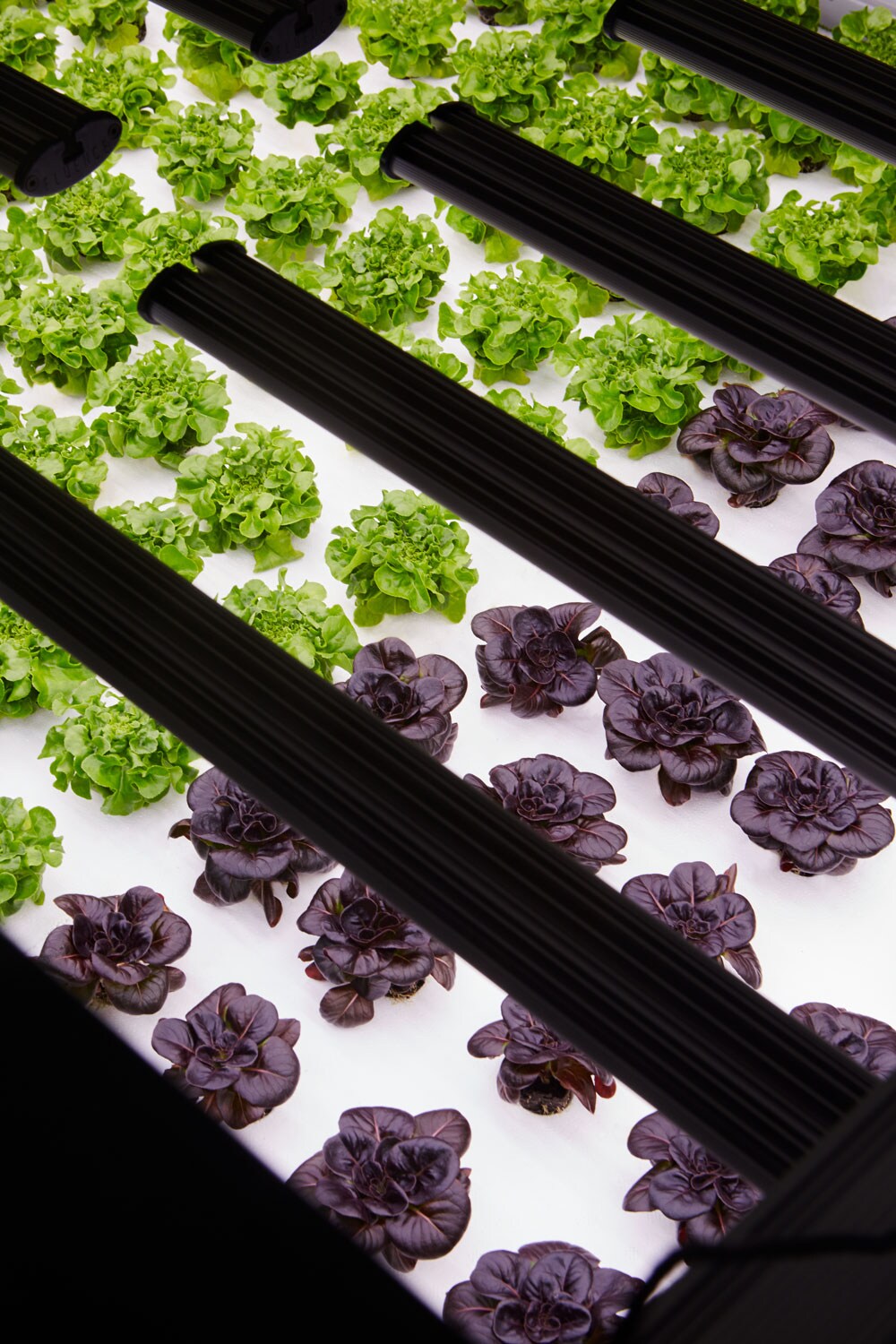 Nursery plants thriving in their indoor farming environment.