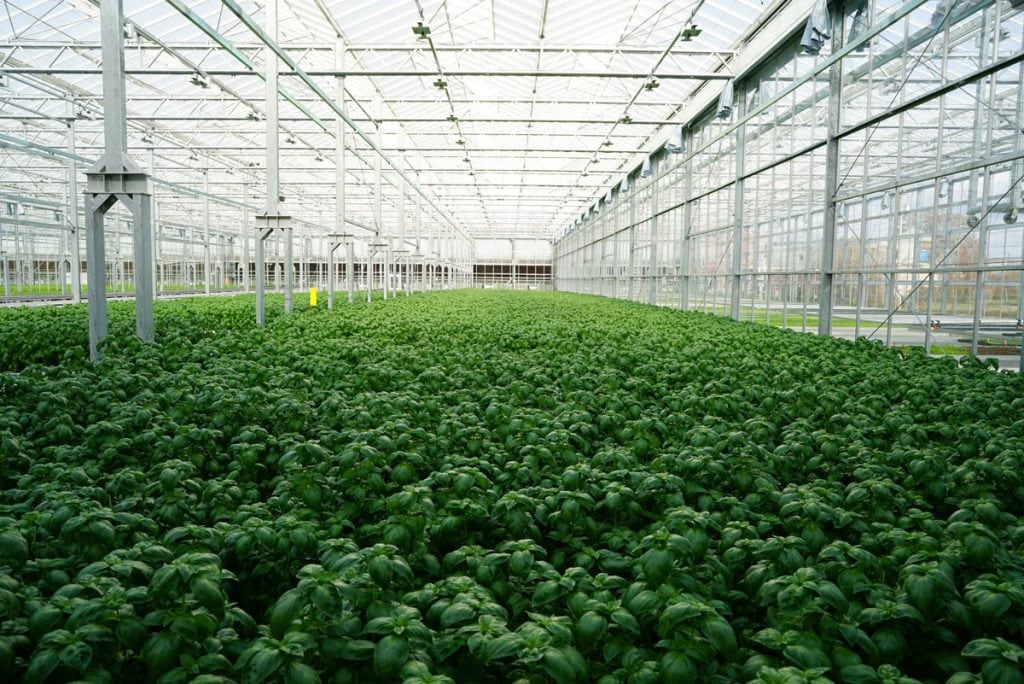 The lucious plants growing inside the greenhouse.