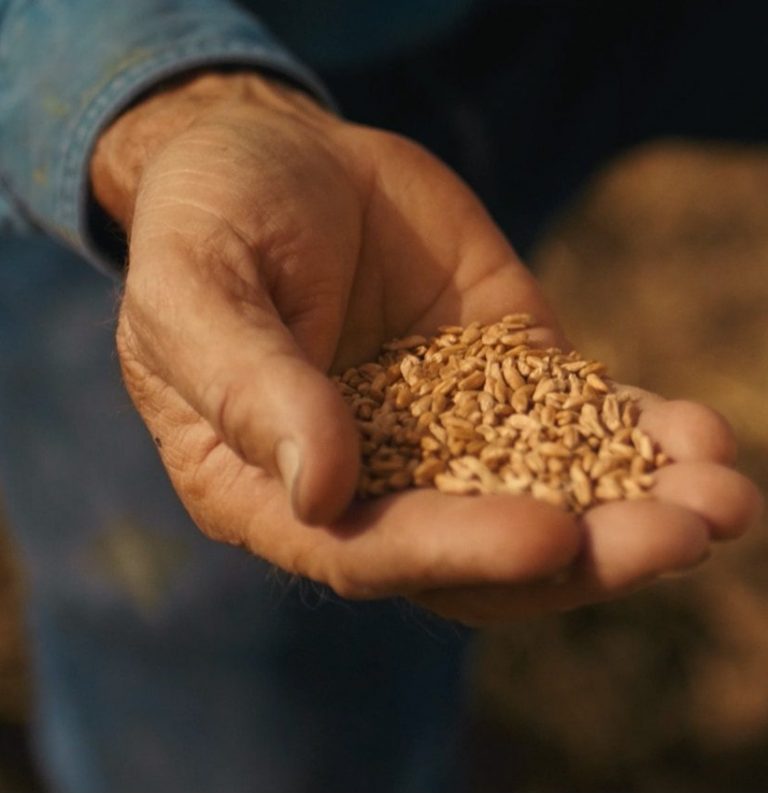 A handful of wheat grain.