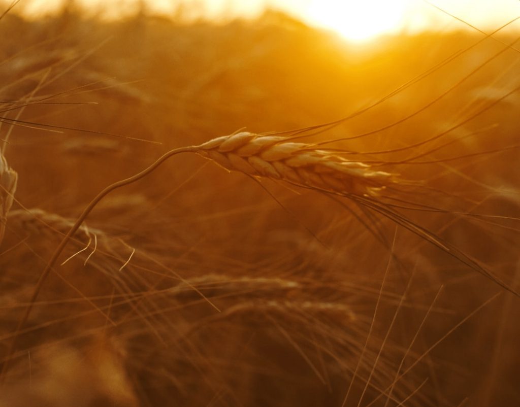 Wheat growing in the field.