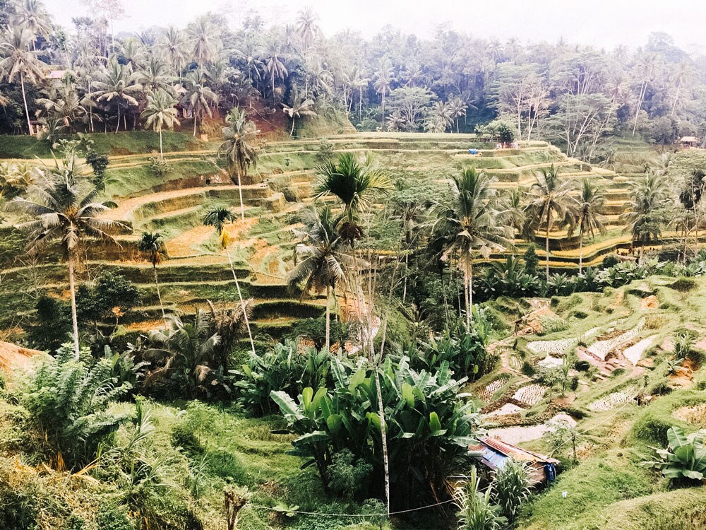 The vibrant, green lands of Indonesia.