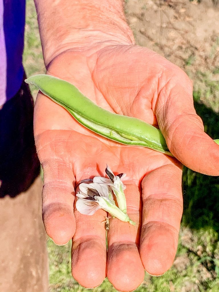 A hand holding an edible flower and string bean.
