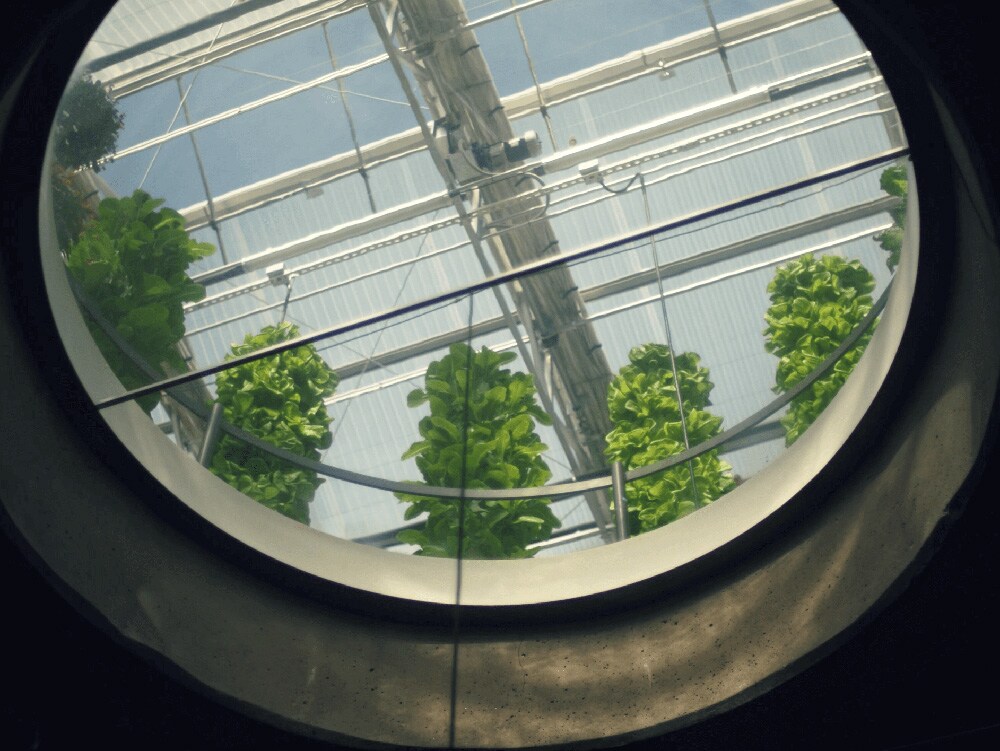 A window leading into the greenhouse of Uchi.