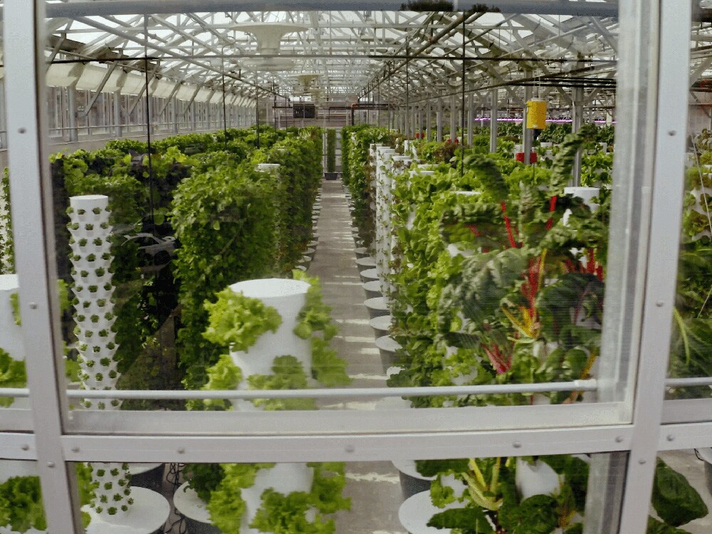 The lush greenhouse of Uchi.