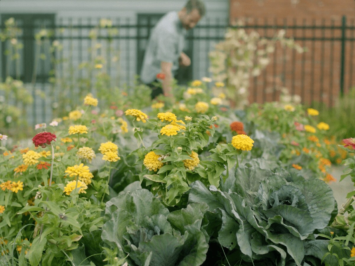 Blooming flowers with Mike Moore in the distant background.