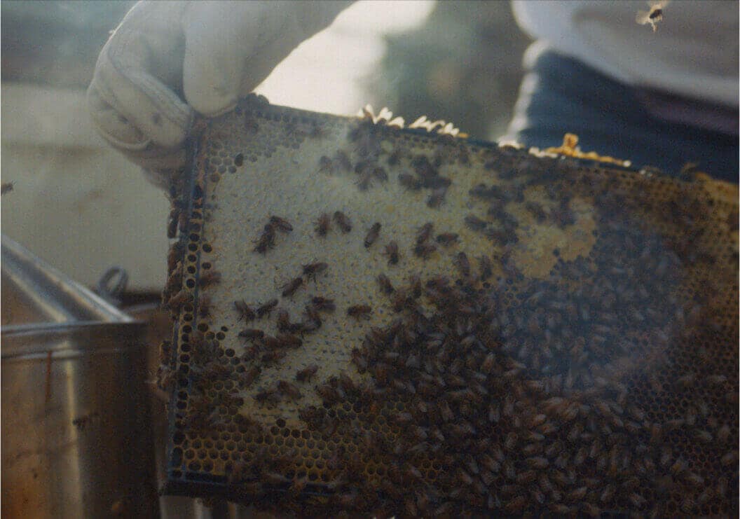 A person gently moving the frame of a running hive of bees.