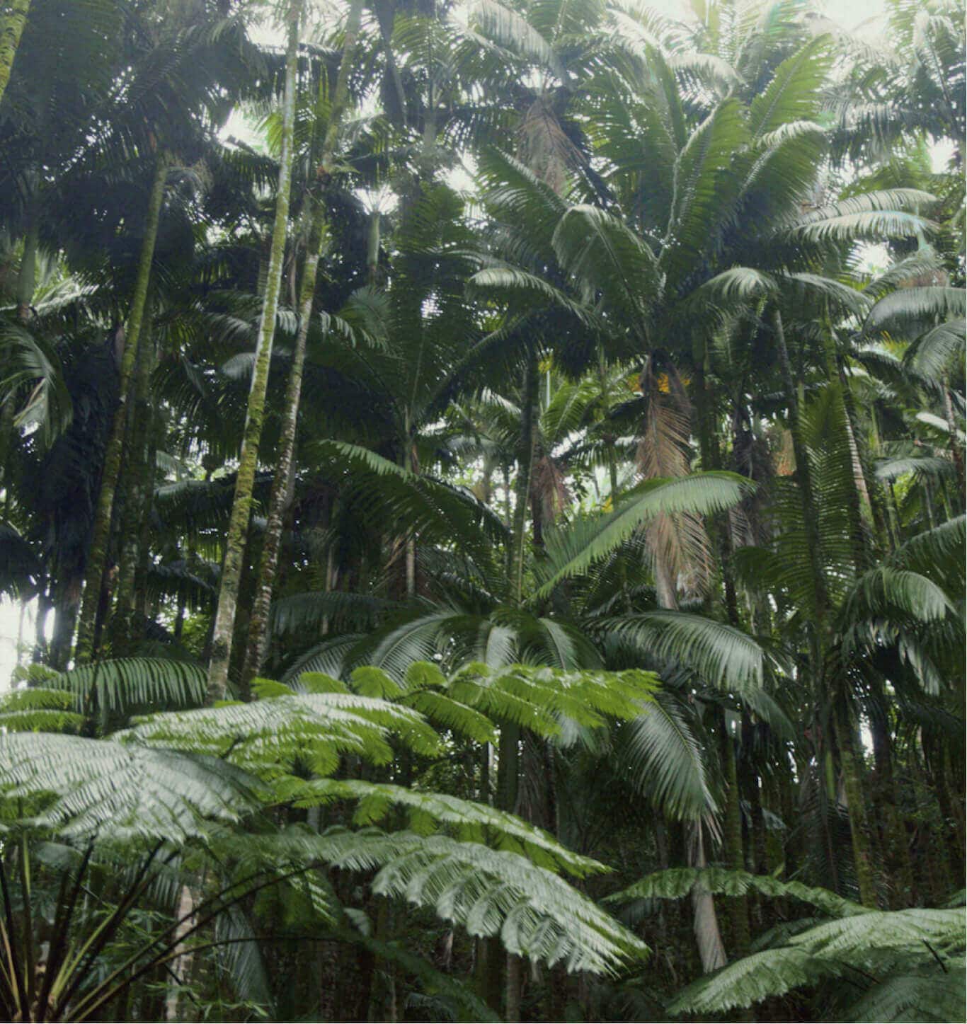 The tall, thriving palm trees of Hawaii.