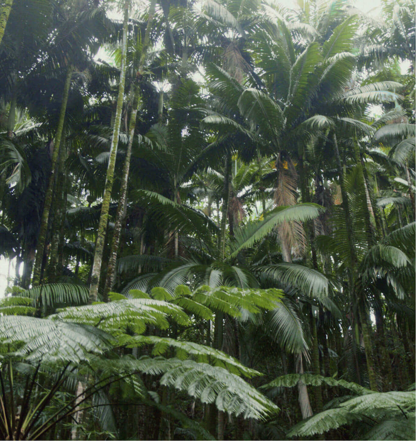 The tall, thriving palm trees of Hawaii.